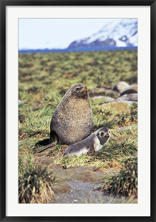 Framed Antarctic Fur Seal with pup, South Georgia, Sub-Antarctica Print