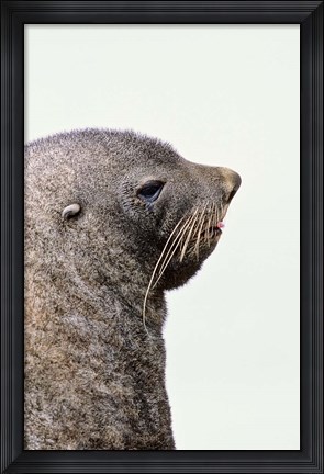 Framed Close up of Antarctic Fur Seal, South Georgia, Sub-Antarctica Print