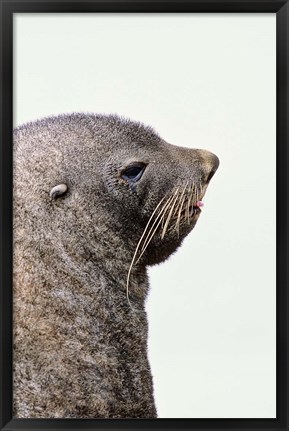 Framed Close up of Antarctic Fur Seal, South Georgia, Sub-Antarctica Print