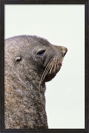 Framed Close up of Antarctic Fur Seal, South Georgia, Sub-Antarctica Print