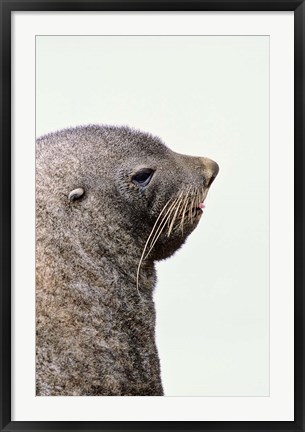 Framed Close up of Antarctic Fur Seal, South Georgia, Sub-Antarctica Print