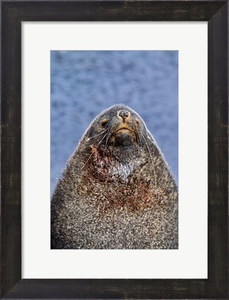 Framed Kerguelen Fur Seal, Antarctic Fur Seal, South Georgia, Sub-Antarctica Print