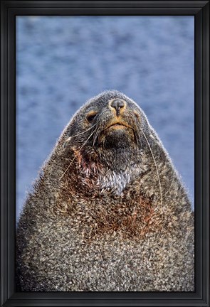 Framed Kerguelen Fur Seal, Antarctic Fur Seal, South Georgia, Sub-Antarctica Print