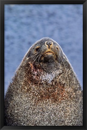 Framed Kerguelen Fur Seal, Antarctic Fur Seal, South Georgia, Sub-Antarctica Print