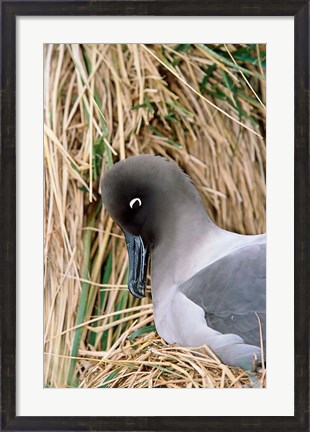 Framed Light-mantled Albatross nesting. South Georgia, Antarctica. Print