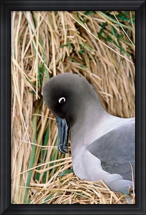 Framed Light-mantled Albatross nesting. South Georgia, Antarctica. Print