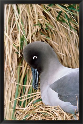 Framed Light-mantled Albatross nesting. South Georgia, Antarctica. Print