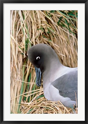 Framed Light-mantled Albatross nesting. South Georgia, Antarctica. Print