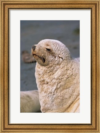Framed White Seal, South Georgia, Sub-Antarctica Print