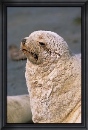 Framed White Seal, South Georgia, Sub-Antarctica Print