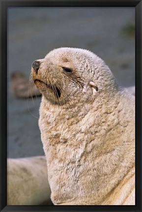 Framed White Seal, South Georgia, Sub-Antarctica Print