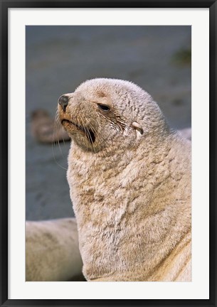 Framed White Seal, South Georgia, Sub-Antarctica Print