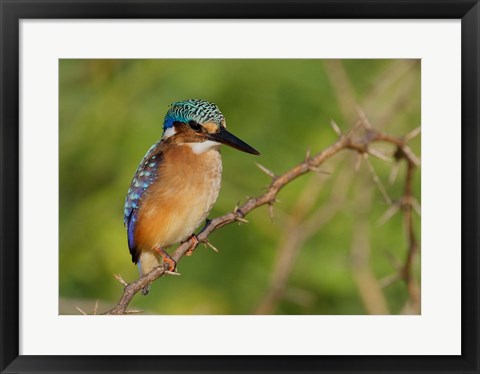 Framed Kenya, Lake Baringo, Pygmy kingfisher on thorny limb Print