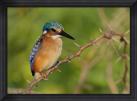 Framed Kenya, Lake Baringo, Pygmy kingfisher on thorny limb Print