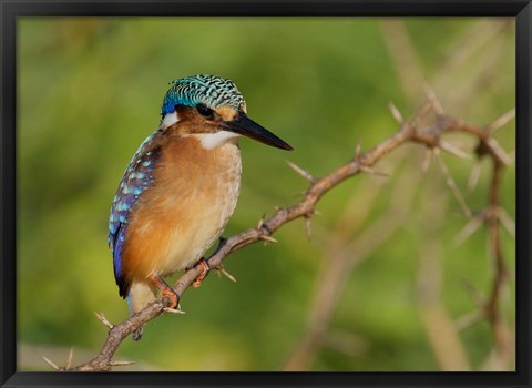 Framed Kenya, Lake Baringo, Pygmy kingfisher on thorny limb Print