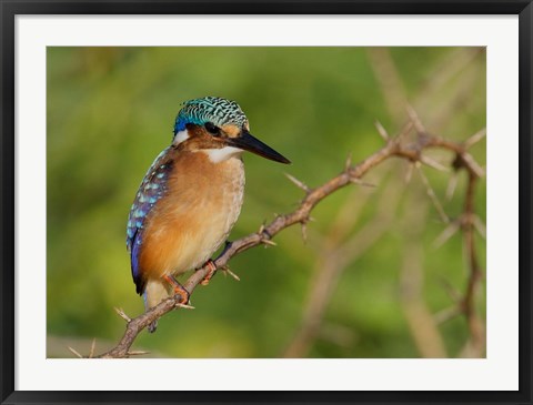 Framed Kenya, Lake Baringo, Pygmy kingfisher on thorny limb Print