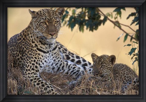 Framed Leopard and Cub Resting, Masai Mara Game Reserve, Kenya Print
