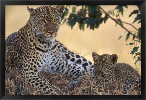 Framed Leopard and Cub Resting, Masai Mara Game Reserve, Kenya Print