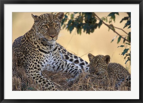 Framed Leopard and Cub Resting, Masai Mara Game Reserve, Kenya Print