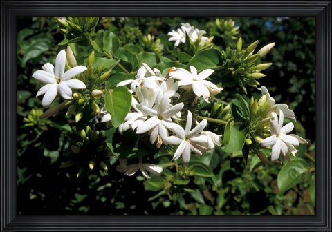 Framed Jasmine Flowers in Bloom, Madagascar Print
