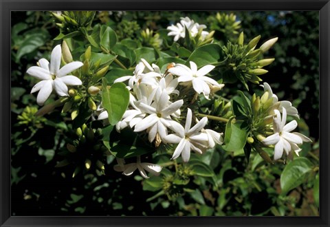 Framed Jasmine Flowers in Bloom, Madagascar Print