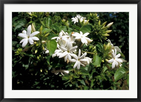 Framed Jasmine Flowers in Bloom, Madagascar Print