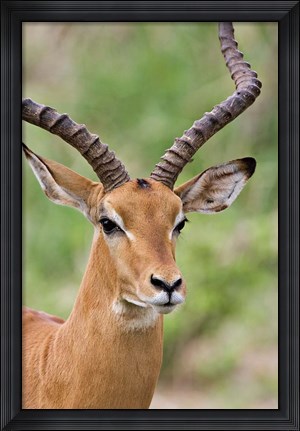 Framed Male Impala, Tanzania Print