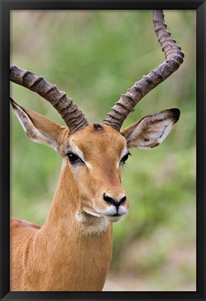 Framed Male Impala, Tanzania Print