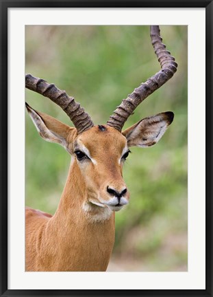 Framed Male Impala, Tanzania Print