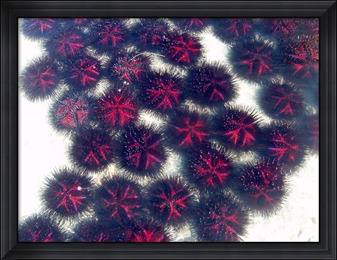 Framed Marine life, Sea urchins, Sarodrano, Madagascar Print