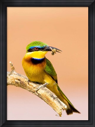 Framed Little Bee-eater Bird on limb with bee in beak, Kenya Print