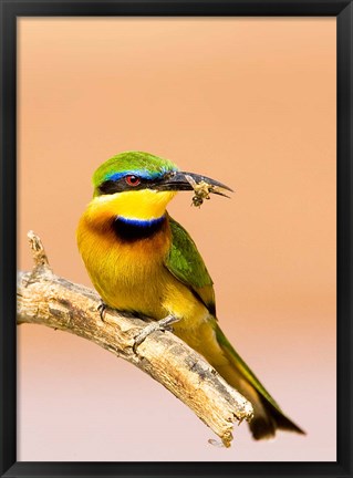 Framed Little Bee-eater Bird on limb with bee in beak, Kenya Print