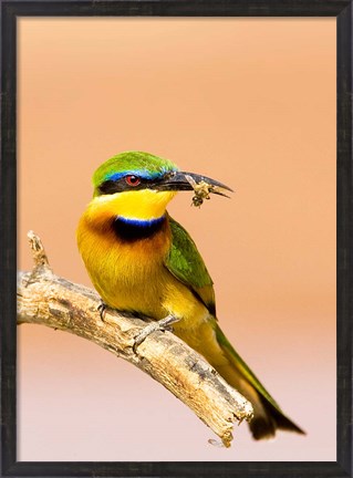 Framed Little Bee-eater Bird on limb with bee in beak, Kenya Print