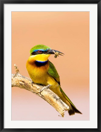 Framed Little Bee-eater Bird on limb with bee in beak, Kenya Print