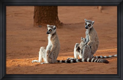Framed Madagascar, Berenty Reserve. Ring-tailed Lemurs Print