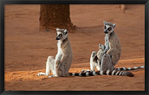 Framed Madagascar, Berenty Reserve. Ring-tailed Lemurs Print