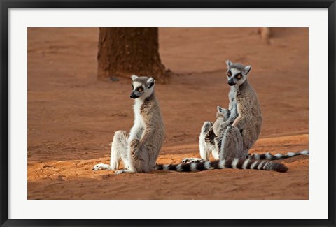 Framed Madagascar, Berenty Reserve. Ring-tailed Lemurs Print