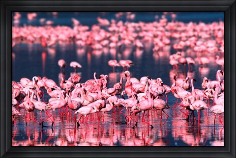 Framed Lesser Flamingos, Lake Nakuru, Kenya Print