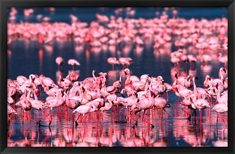 Framed Lesser Flamingos, Lake Nakuru, Kenya Print