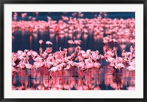 Framed Lesser Flamingos, Lake Nakuru, Kenya Print