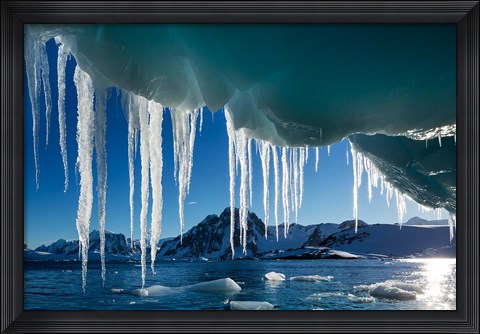 Framed Icicle hangs from melting iceberg by Petermann Island, Antarctica. Print