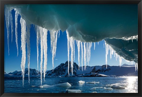 Framed Icicle hangs from melting iceberg by Petermann Island, Antarctica. Print