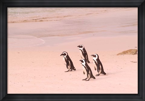 Framed Jackass Penguins at the Boulders, near Simons Town, South Africa Print