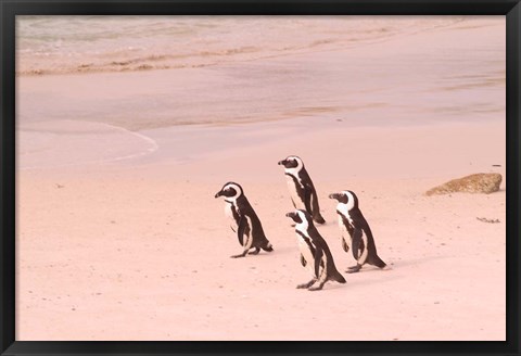 Framed Jackass Penguins at the Boulders, near Simons Town, South Africa Print