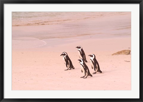 Framed Jackass Penguins at the Boulders, near Simons Town, South Africa Print