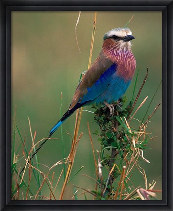 Framed Lilac Breasted Roller, Masai Mara, Kenya Print
