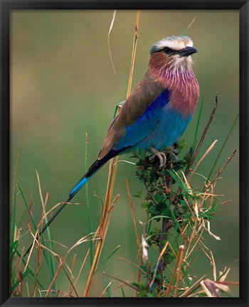 Framed Lilac Breasted Roller, Masai Mara, Kenya Print