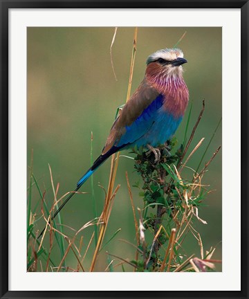 Framed Lilac Breasted Roller, Masai Mara, Kenya Print