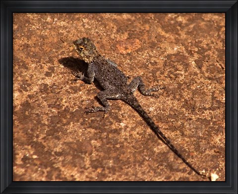 Framed Malawi; Zomba; Brown lizard, Zomba Mountain Lodge Print