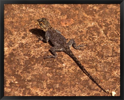 Framed Malawi; Zomba; Brown lizard, Zomba Mountain Lodge Print